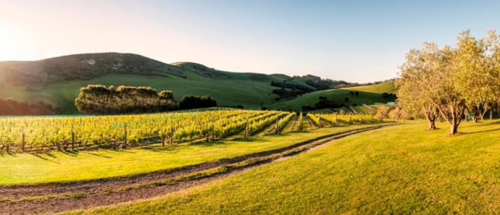 Stonyridge Vineyard | Logo | Waiheke.co.nz