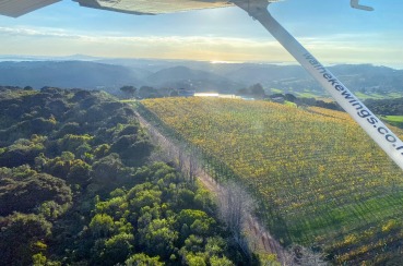 Waiheke Wings | Waiheke.co.nz